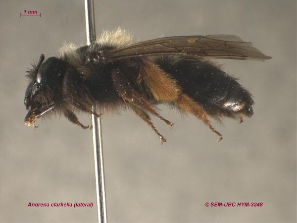 Photo of Andrena clarkella by Spencer Entomological Museum